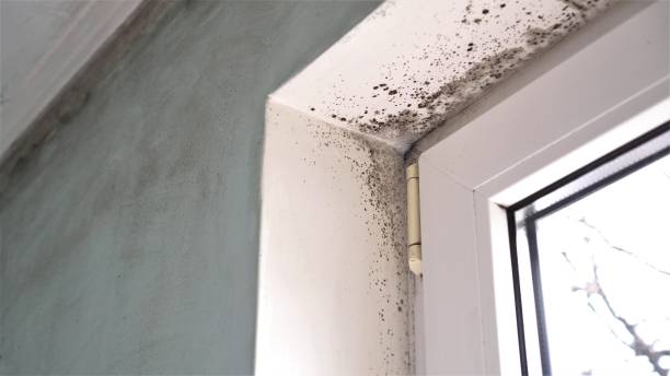 Best Mold Remediation for Specific Building Types in North Vacherie, LA